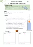 Vorschau - Arbeitsblätter - Fische | Modellversuch zur Sinkgeschwindigkeit | Stromlinienform - Deckblatt