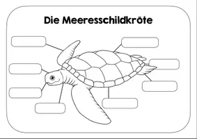 Vorschau - Arbeitsblätter - Meeresschildkröte Lernplakat - Arbeitsblatt - Deckblatt