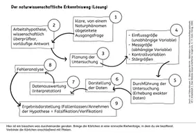 Vorschau - Arbeitsblätter - Naturwissenschaftlicher Erkenntnisweg Arbeitsblatt Merkblatt - Seite 2