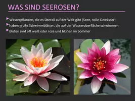Vorschau - Stundenentwürfe - KUNST Schritt für Schritt: Seerose basteln (inkl. Vorlage) Keynote/PP - Seite 3