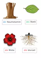 Vorschau - Unterrichtsreihen - NMG Pflanzen: Lexikon, Bilder, Lernziele, Lernkontrolle - Seite 1