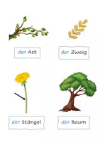 Vorschau - Unterrichtsreihen - NMG Pflanzen: Lexikon, Bilder, Lernziele, Lernkontrolle - Seite 2