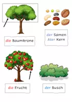 Vorschau - Unterrichtsreihen - NMG Pflanzen: Lexikon, Bilder, Lernziele, Lernkontrolle - Seite 3