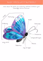 Aperçu - Feuilles d'exercices - Butterfly Adventure: Engaging Worksheet Activities for Toddlers / Butterfly Adventure : Activités pour les tout-petits - Page 3