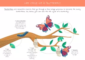 Vista previa - Hojas de trabajo - Butterfly Adventure: Engaging Worksheet Activities for Toddlers / Aventura de mariposas: actividades para niños pequeños - página 2