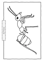 Vorschau - Unterrichtsreihen - Insekten - Ausmalbilder - Seite 1