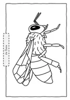 Vorschau - Unterrichtsreihen - Insekten - Ausmalbilder - Seite 2