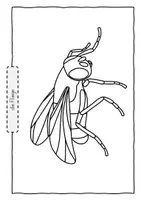 Vorschau - Unterrichtsreihen - Insekten - Ausmalbilder - Seite 3