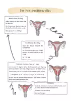 Vorschau - Arbeitsblätter - Menstruationszyklus Klettmappe - Deckblatt