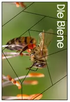 Vorschau - Unterrichtsreihen - Die Biene - für die 1. und 2. Klasse - mit Bastelvorlagen - Seite 2