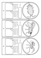 Vorschau - Unterrichtsreihen - Insekten und Krabbeltiere - Steckbriefe Fächer - Seite 3