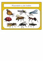 Vorschau - Unterrichtsreihen - Insekten - Wissenskartei - Seite 1