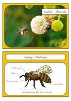 Vorschau - Unterrichtsreihen - Insekten - Wissenskartei - Seite 2