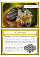Vorschau - Unterrichtsreihen - Insekten - Wissenskartei - Seite 3