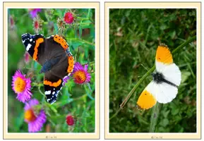 Vorschau - Bildkarten - Tafelmaterial - Foto- und Wortkarten Schmetterlinge - Deckblatt
