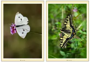 Vorschau - Bildkarten - Tafelmaterial - Foto- und Wortkarten Schmetterlinge - Seite 2