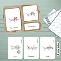 Vorschau - Spiele - Anatomie eines Grashüpfers – Montessori-Karten /SPANISCH. - Deckblatt