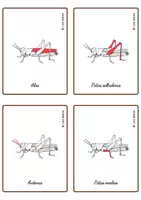 Vorschau - Spiele - Anatomie eines Grashüpfers – Montessori-Karten /SPANISCH. - Seite 2