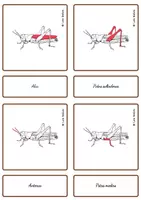Vorschau - Spiele - Anatomie eines Grashüpfers – Montessori-Karten /SPANISCH. - Seite 3