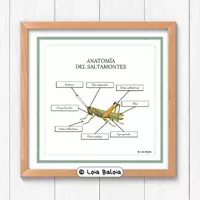 Vista previa - Decoración del aula - SALTAMONTES ANATOMÍA - POSTER 42X42 cm. - Portada
