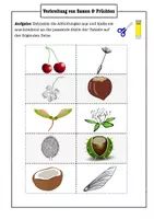 Vorschau - Arbeitsblätter - Samenverbreitung Arbeitsblatt Klasse 5–7 – Verbreitung von Früchten & Samen (Biologie, mit Lösungen) - Seite 3