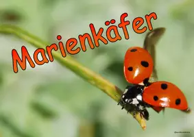 Vorschau - Unterrichtsreihen - Materialpaket - Marienkäfer - Seite 2