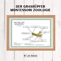 Vorschau - Fördermaterial/Inklusion - Anatomie eines Grashüpfers (Caelifera) - POSTER. - Deckblatt