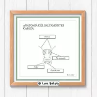 Vista previa - Decoración del aula - ANATOMÍA DEL SALTAMONTES, CABEZA - POSTER. - Portada