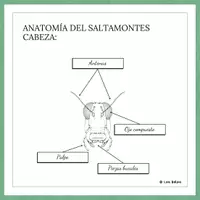 Vista previa - Decoración del aula - ANATOMÍA DEL SALTAMONTES, CABEZA - POSTER. - página 2