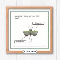 Vista previa - Decoración del aula - PACK: LÁMINAS EDUCATIVAS - ZOOLOGÍA MONTESSORI. - página 1