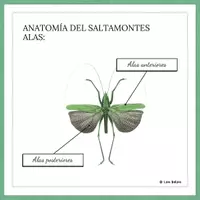Vista previa - Decoración del aula - PACK: LÁMINAS EDUCATIVAS - ZOOLOGÍA MONTESSORI. - página 3