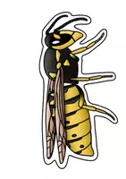 Vorschau - Unterrichtsreihen - Insekten - Tafelmaterial - Seite 3