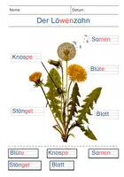 Vorschau - Arbeitsblätter - Löwenzahn (Aufbau & vom Löwenzahn zur Pusteblume) mit Tafelmaterial - Seite 3