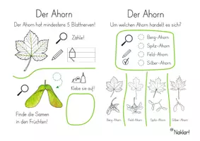 Vorschau - Arbeitsblätter - Der Ahorn - Forschen und Experimentieren - Seite 2