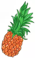 Vorschau - selbst erstellte Cliparts/Grafiken - Clipartpaket Obst, Gemüse, Zitrusfrüchte - bunte Illustrationen für Unterricht & Materialien - Seite 1