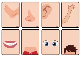 Vorschau - Stationenlernen - Parts of the body Remember game in english - Seite 2