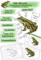 Vorschau - Arbeitsblätter - Frosch - Körperbau (Tafelmaterial, Arbeitsblätter) - Deckblatt