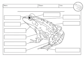 Vorschau - Arbeitsblätter - Frosch - Körperbau (Tafelmaterial, Arbeitsblätter) - Seite 3