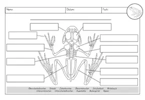 Vorschau - Arbeitsblätter - Frosch - Innere Organe und Skelett - Seite 2