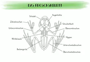 Vorschau - Arbeitsblätter - Frosch - Innere Organe und Skelett - Seite 3