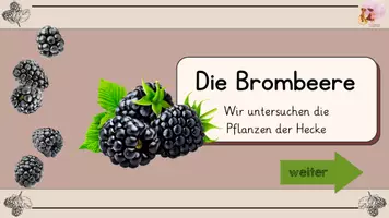 Vorschau - Interaktives Material - Die Brombeere - interaktive Wissenskartei - Seite 2