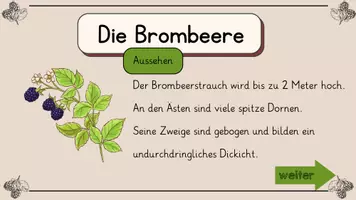 Vorschau - Interaktives Material - Die Brombeere - interaktive Wissenskartei - Seite 3