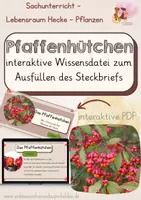 Vorschau - Interaktives Material - Pfaffenhütchen - interaktive Wissenskartei - Deckblatt