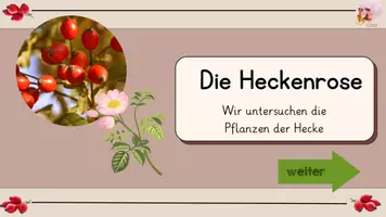 Vorschau - Interaktives Material - Die Heckenrose - interaktive Datei - Seite 2