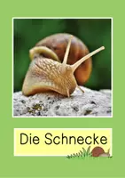 Vorschau - Arbeitsblätter - Tiere auf der Wiese Bildkarten und Arbeitsblätter - Seite 2