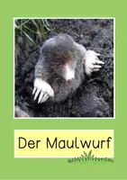 Vorschau - Arbeitsblätter - Tiere auf der Wiese Bildkarten und Arbeitsblätter - Seite 3
