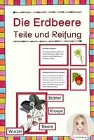 Vorschau - Bildkarten - Die Erdbeere - Teile und Reifung - Deckblatt