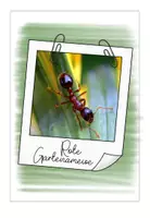 Vorschau - Präsentationen/Tafelbilder - Ameisenarten - Bildkarten für die Tafel - Seite 3