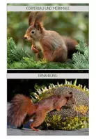 Vorschau - Text - Eichhörnchen Wissenskartei - Seite 2