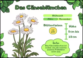 Vorschau - Bildkarten - Die Frühblüher - Infokarten/Steckbriefe - 15 Karten - Seite 1